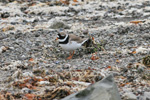 Svarthálsa / Charadrius hiaticula