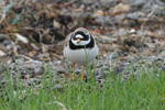 Svarthlsa / Charadrius hiaticula