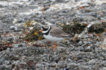 Svarthlsa / Charadrius hiaticula