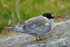 Half dead Arctic tern chick.