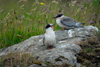 Hungry Arctic tern chick calling on the parents.