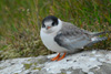 Half dead Arctic tern chick.