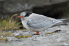 Half dead Arctic tern chick.