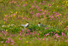 Fransaterna / Larus ridibundus.