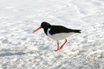 Tjaldur / Haematopus ostralegus 