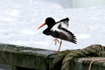 Tjaldur / Haematopus ostralegus 