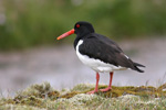 Tjaldur / Haematopus ostralegus 