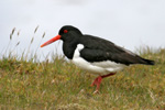 Tjaldur / Haematopus ostralegus 