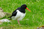 Tjaldur / Haematopus ostralegus