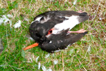 Tjaldur / Haematopus ostralegus