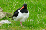 Tjaldur / Haematopus ostralegus