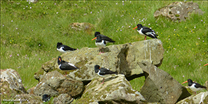 Tjaldur / Haematopus ostralegus