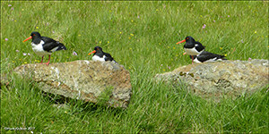 Tjaldur / Haematopus ostralegus