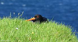 Tjaldur / Haematopus ostralegus