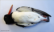 Haematopus ostralegus