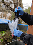 Haematopus ostralegus