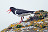 Tjaldur / Haematopus ostralegus 