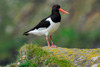 Tjaldur / Haematopus ostralegus 