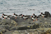 Tjaldur / Haematopus ostralegus 