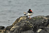 Fjallmurra / Calidris alpina & Tjaldur / Haematopus ostralegus