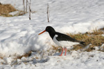 Tjaldur / Haematopus ostralegus 