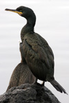 Skarvur / Phalacrocorax aristotelis 