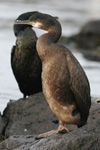 Skarvur / Phalacrocorax aristotelis 