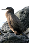 Skarvur / Phalacrocorax aristotelis 