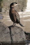 Skarvur / Phalacrocorax aristotelis 