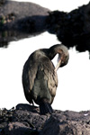 Skarvur / Phalacrocorax aristotelis 