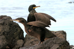 Skarvur / Phalacrocorax aristotelis 