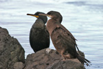 Skarvur / Phalacrocorax aristotelis 