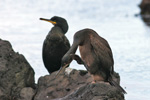 Skarvur / Phalacrocorax aristotelis 