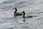 Skarvur / Phalacrocorax aristotelis 