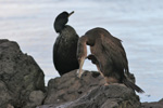 Skarvur / Phalacrocorax aristotelis 