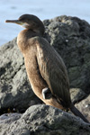 Skarvur / Phalacrocorax aristotelis 