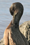 Skarvur / Phalacrocorax aristotelis 