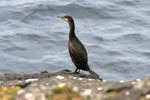 Skarvur / Phalacrocorax aristotelis 