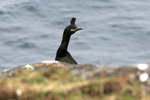 Skarvur / Phalacrocorax aristotelis 