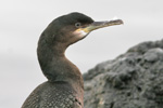 Skarvur / Phalacrocorax aristotelis 