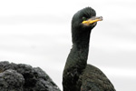 Skarvur / Phalacrocorax aristotelis 