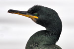 Skarvur / Phalacrocorax aristotelis 