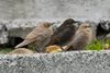 Ljósur stari ( leucoides) / Sturnus vulgaris faroeensis