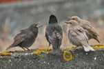 Ljósur stari ( leucoides) / Sturnus vulgaris faroensis