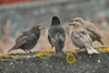 Ljósur stari ( leucoides) / Sturnus vulgaris faroensis