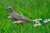 Ljósur stari ( leucoides) / Sturnus vulgaris faroeensis