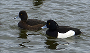 Trøllont / Aythya fuligula, Hoyvíkstjørn 13.04.2020