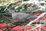 Turkadúgva / Streptopelia decaocto