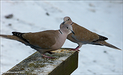 Turkadgva / Streptopelia decaocto