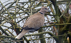 Turkadgva / Streptopelia decaocto